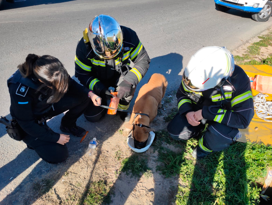 Rescatan un perro del interior de un pozo en Fuenlabrada