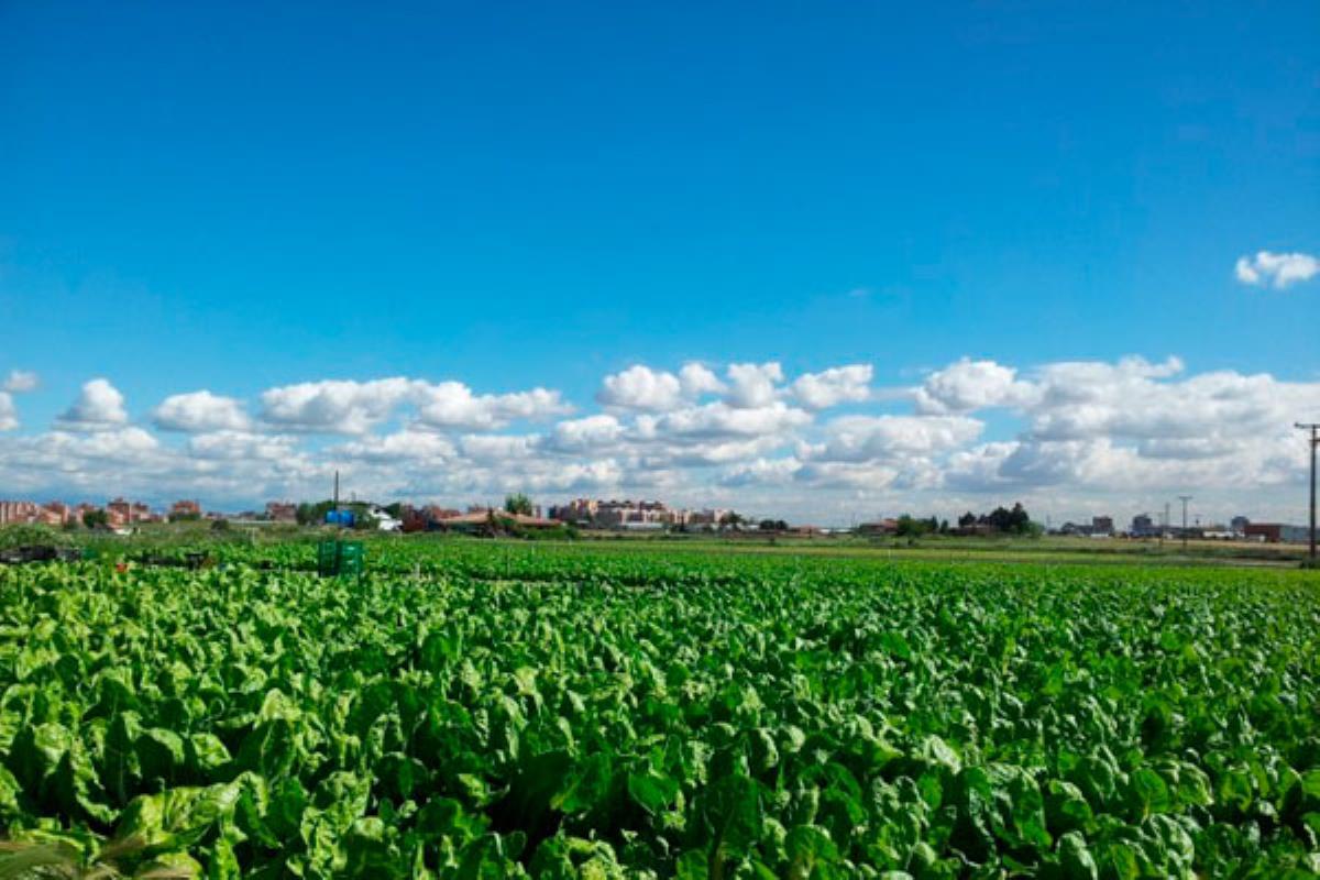 Una actividad pensada para aquellas personas que estén interesadas en iniciar sus proyectos profesionales en el sector hortofrutícola dentro del Parque Agrario