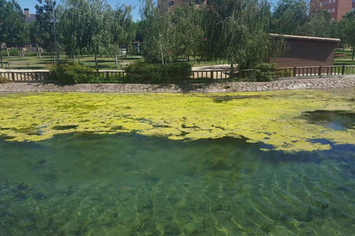 Patricia De Frutos: "llevamos casi un año advirtiendo de la situación en la que se encuentra el lago del Parque"