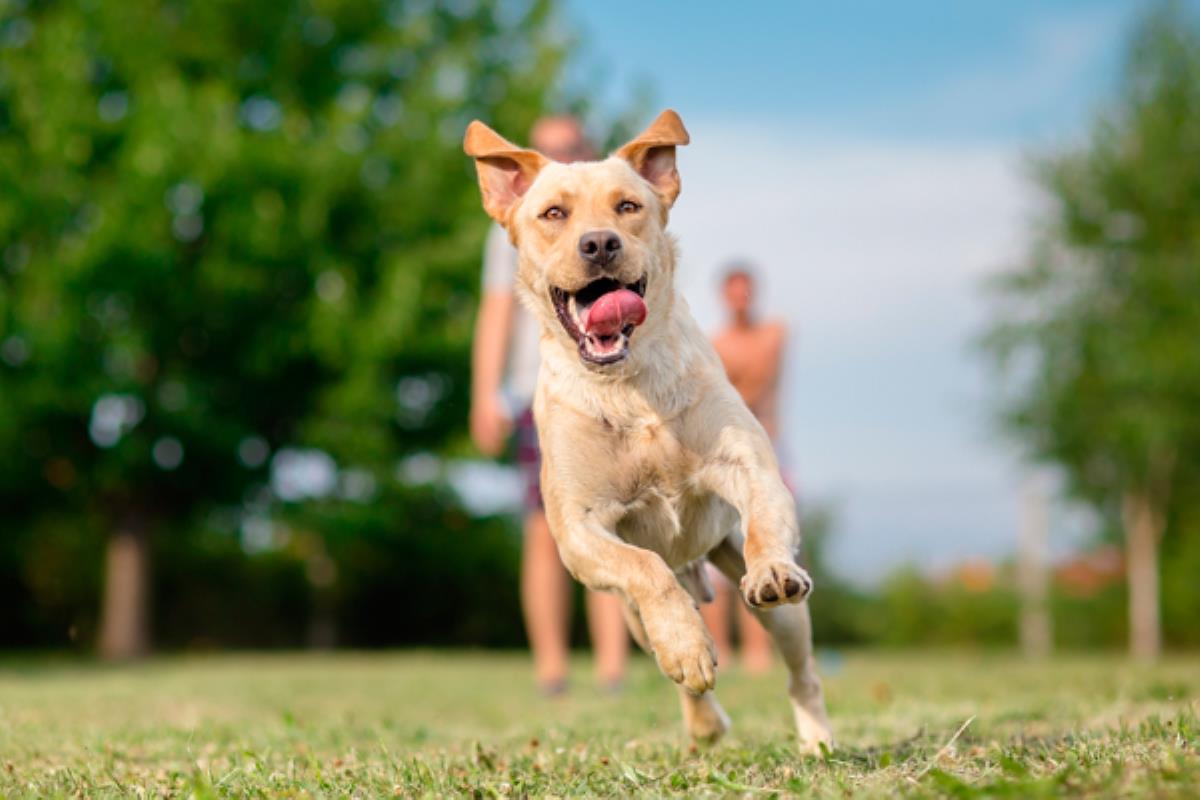 Las obras concluirán en las próximas semanas y supone el incremento de los espacios cerrados para los animales y de los patios donde corren y juegan