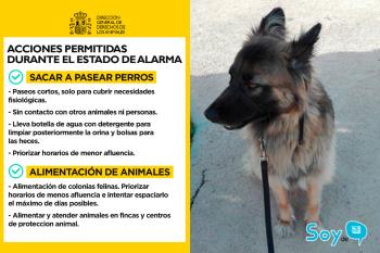 Estas son las directrices a tener en cuenta con nuestras mascotas durante la alerta por el coronavirus