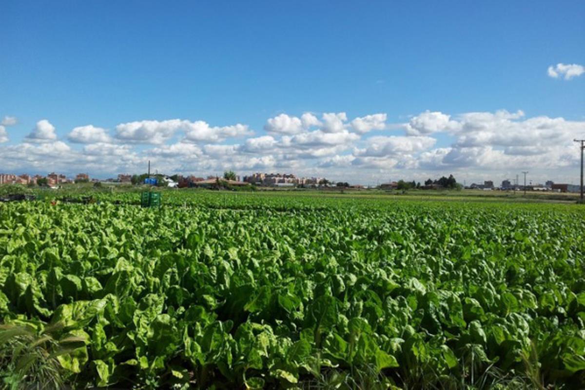 La ciudad ha sido elegida por su trabajo sobre el Parque Agrario 