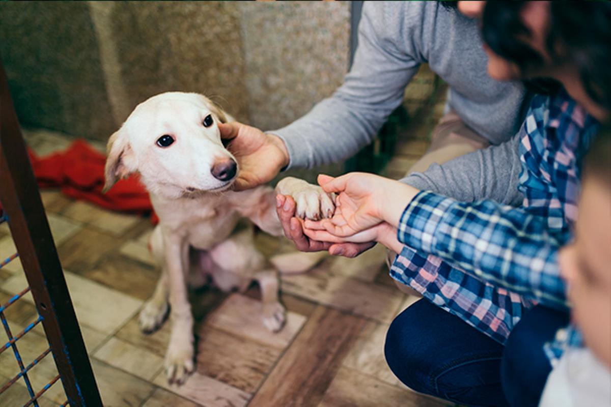 El Ayuntamiento entregará estos consejos con el fin de mejorar la experiencia y concienciación de los animales y sus nuevos dueños