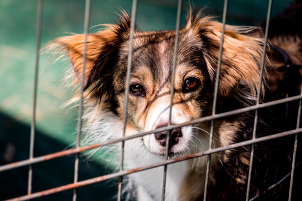 Regular las protectoras sin refugio y limitar a la tiendas de mascotas, novedades que contempla la normativa