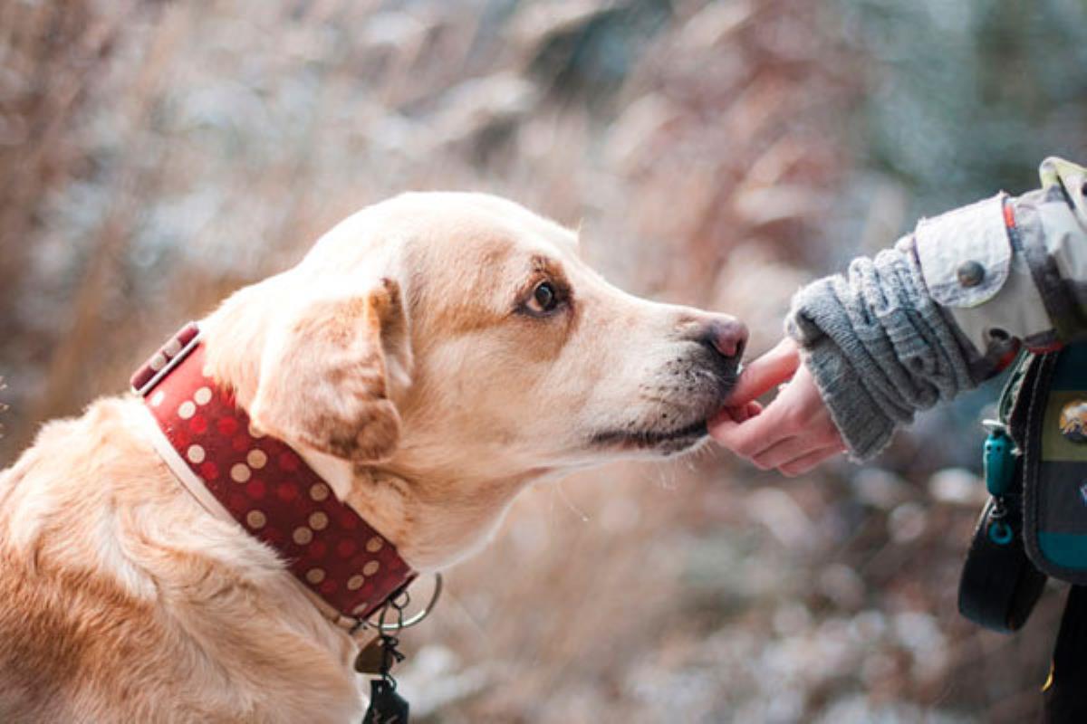 El ayuntamiento se compromete a que las personas sin hogar no se queden sin recurso de acogida por tener animal de compañía