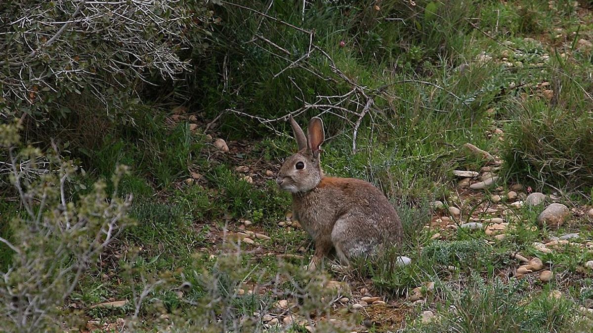 Entre el 30 de junio y el 25 de julio está permitida la caza de estos animales en los cotos moralejeños