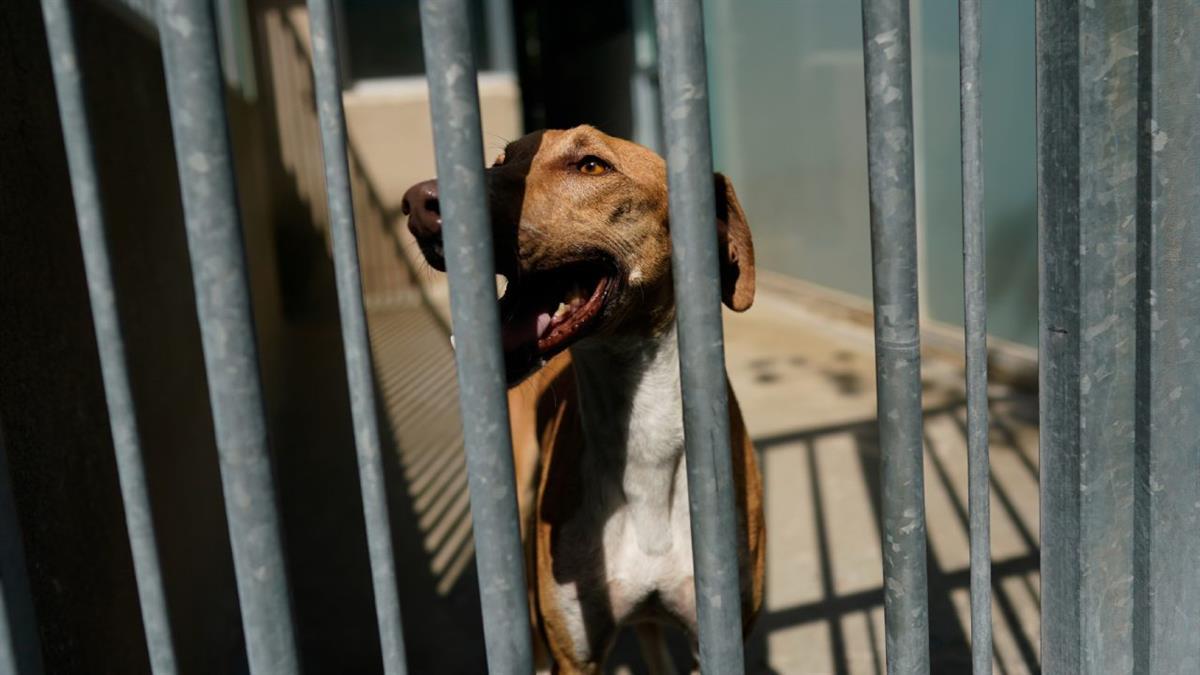 La Comunidad de Madrid invierte medio millón de euros en el Centro Integral de Acogida de Animales de Colmenar Viejo