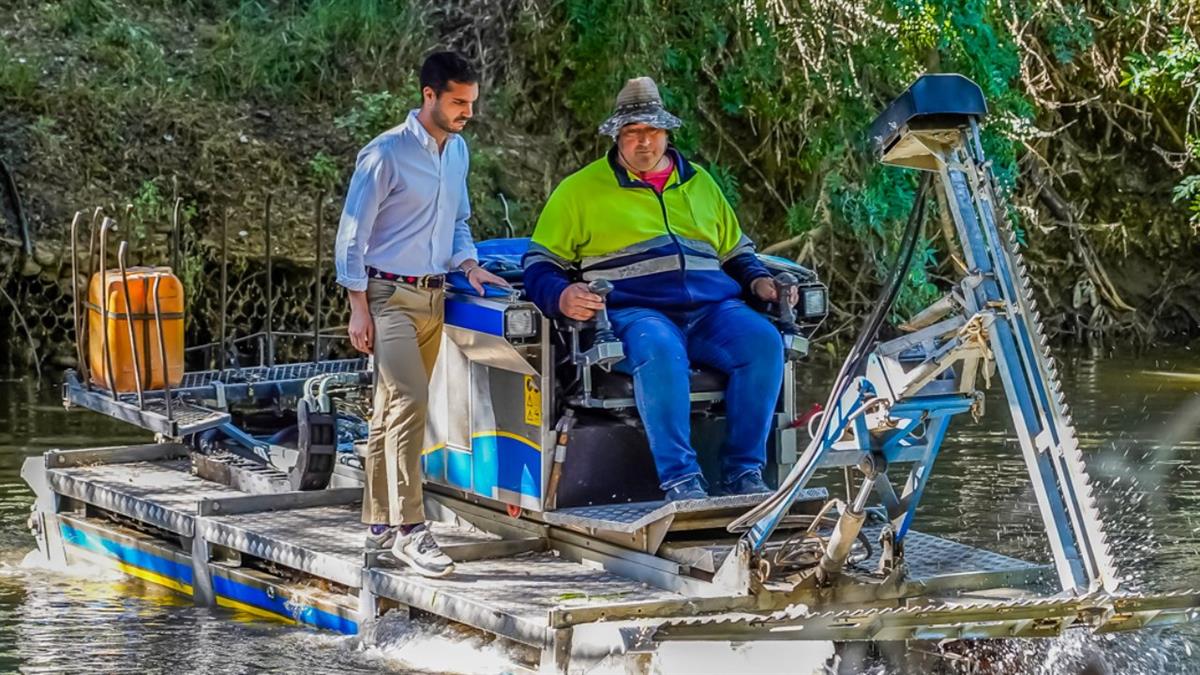 El ayuntamiento trabaja en el río Henares para disminuir el número de insectos