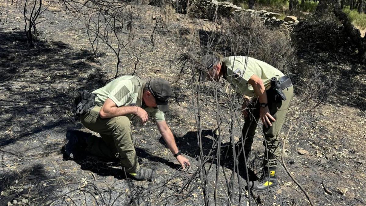 El trabajo de las Brigadas Especiales del Cuerpo de Agentes Forestales ha sido clave para comprender estos fenómenos