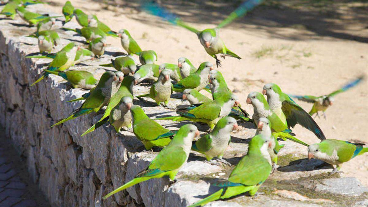 Ciudadanos alertó por primera vez de la plaga de estos pájaros hace 5 años