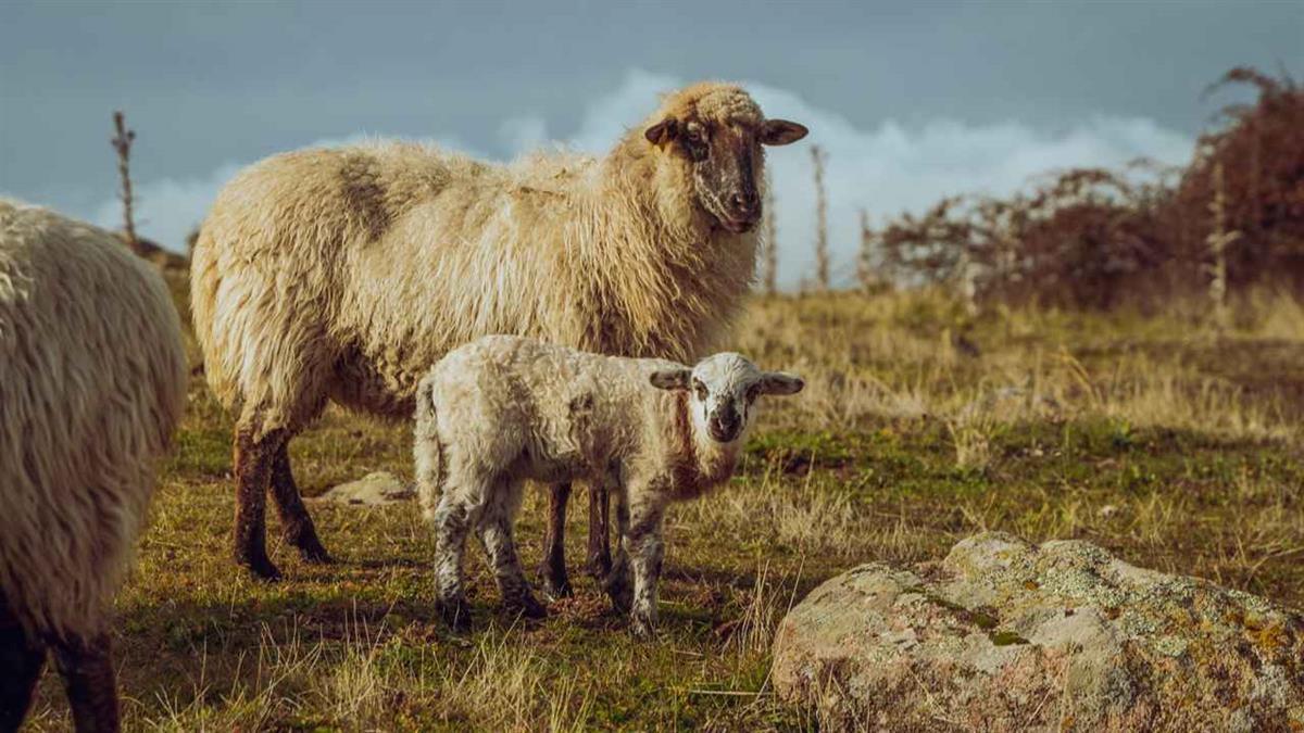 Planificadas para el fin de semana del 7 al 9 de abril, pretenden acercar las labores del campo al municipio