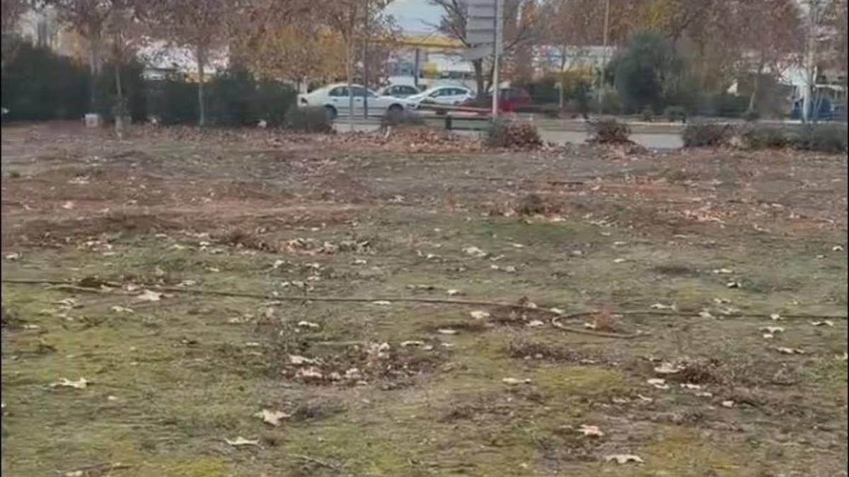 Fuentes municipales aseguran que "los árboles que se talen se trasplantarán"