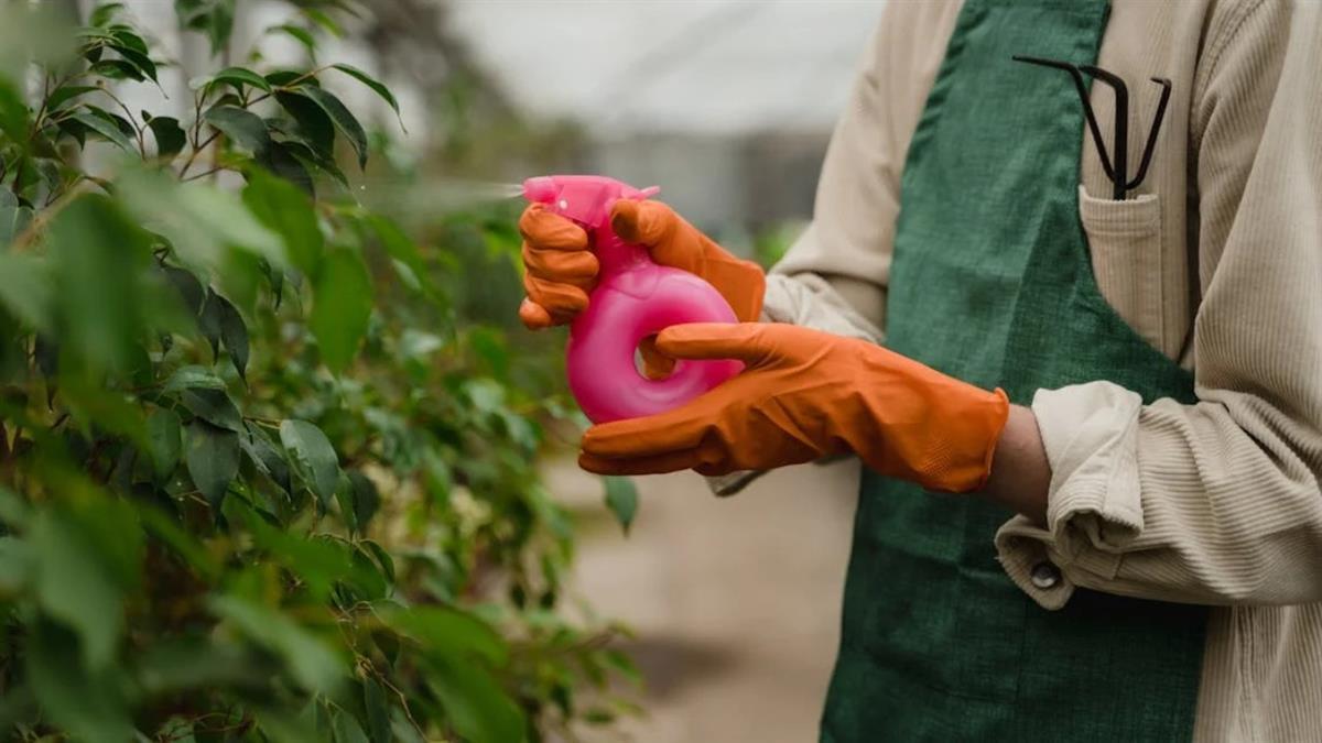 Habrá distintos niveles según el nivel de conocimiento y formación