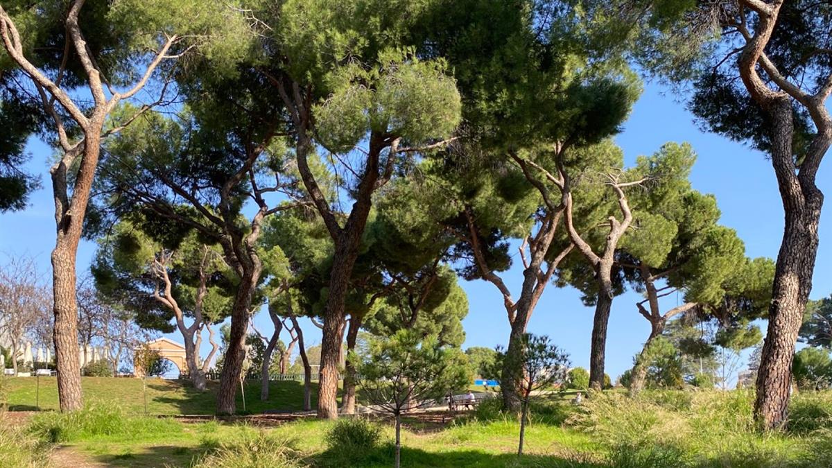 Este pulmón verde con casi nueve siglos de vida reúne valores históricos, botánicos, patrimoniales y sociales