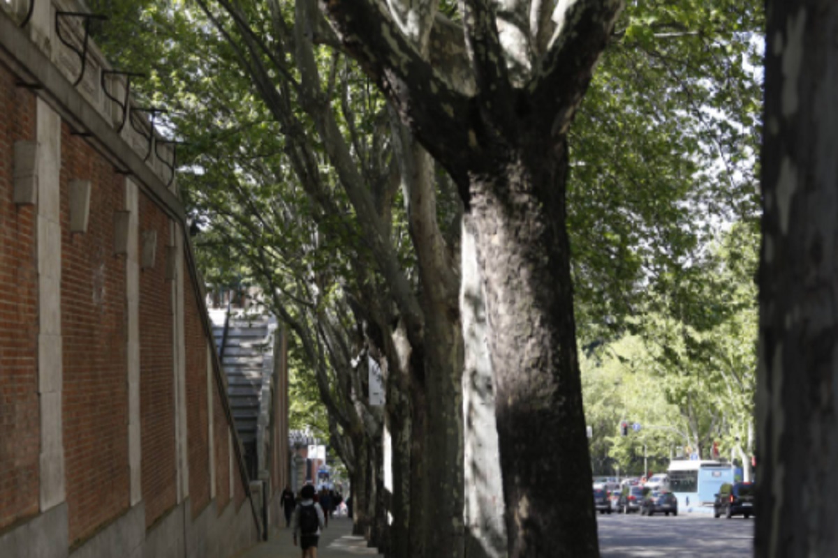 El Ayuntamiento de Madrid plantará 7.500 árboles con el objetivo de que no  haya ningún alcorque vacío en 2022 | SoyDe