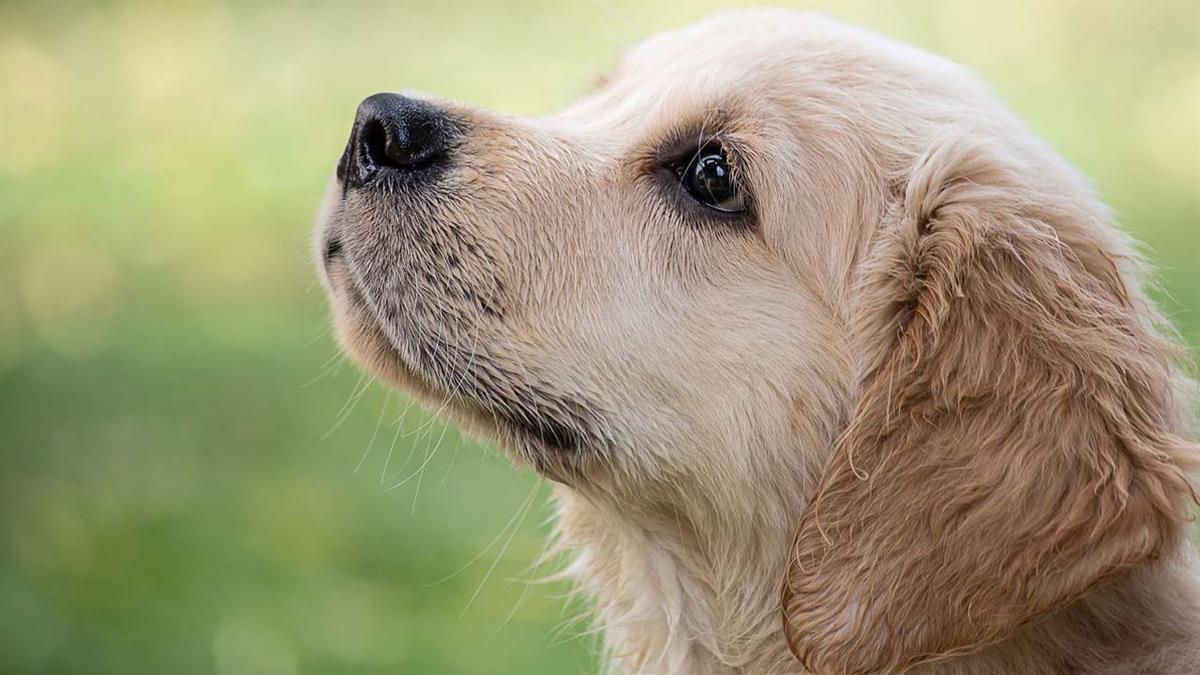 Realiza una visita guiada por una protectora y un santuario de animales 