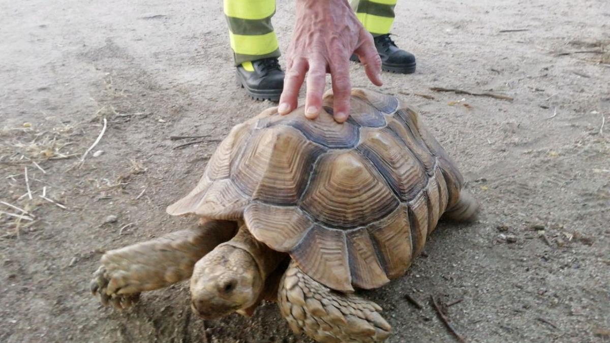 El enorme animal se encontraba en una vía pecuaria cuando lo localizaron 