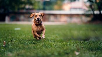 El Ayuntamiento destina ocho grandes zonas como lugares de esparcimiento canino