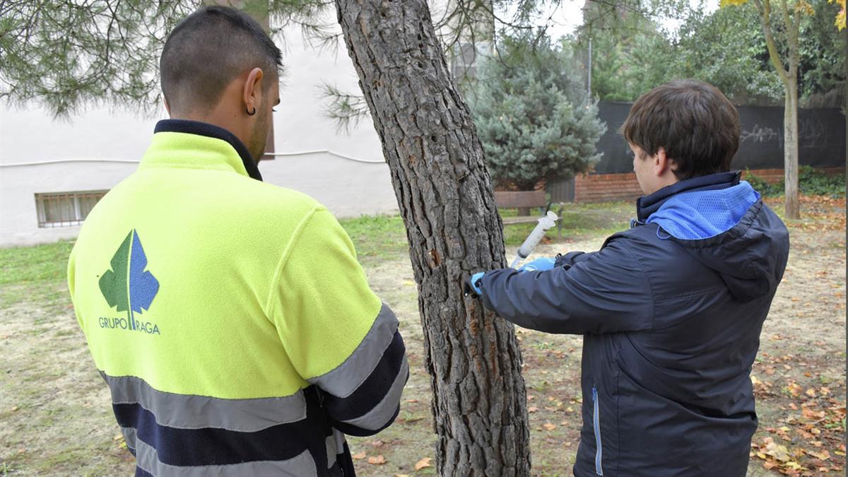 Se han aplicado tratamientos fitosanitarios mediante endoterapia sin taladro