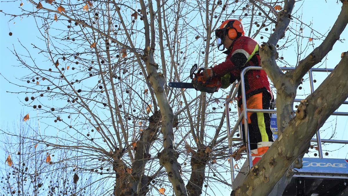 Los servicios municipales continúan realizando la limpieza de ramas de poca entidad o grosor