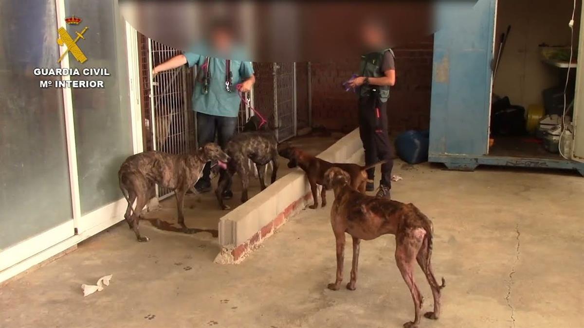 El partido considera que un horror semejante contra centenares de animales no puede quedar impune