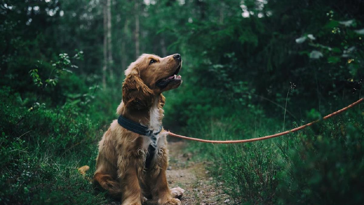 El objetivo es pillar en in fraganti a los vecinos más incívicos que no recogen las heces caninas 