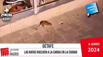 El PP denuncia la proliferación de estos roedores en el Parque José Heredia Fernández