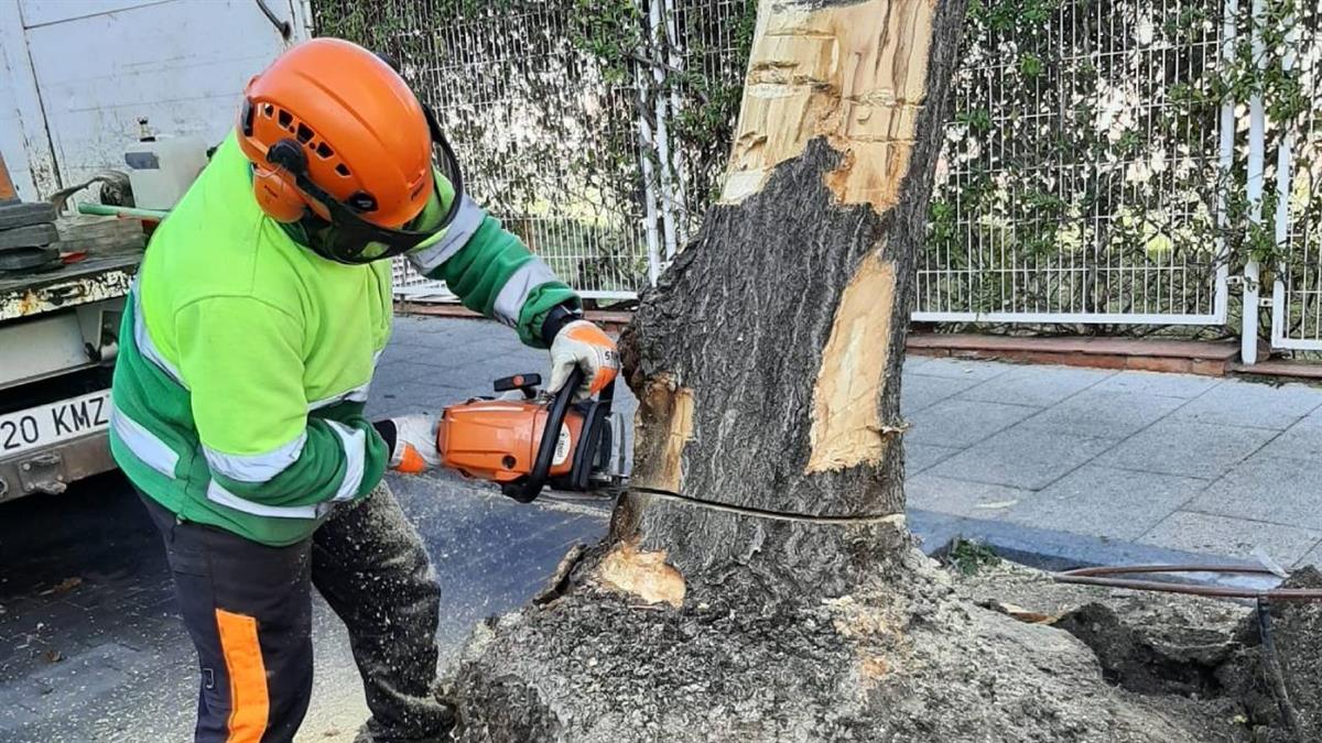 Se han incrementado los trabajos de poda en la calle Comercio y las zonas Centro 1 y 2