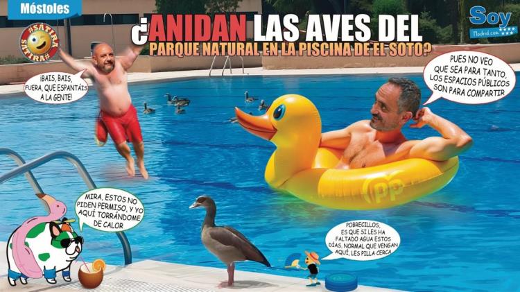 Las aves toman la piscina municipal de El Soto