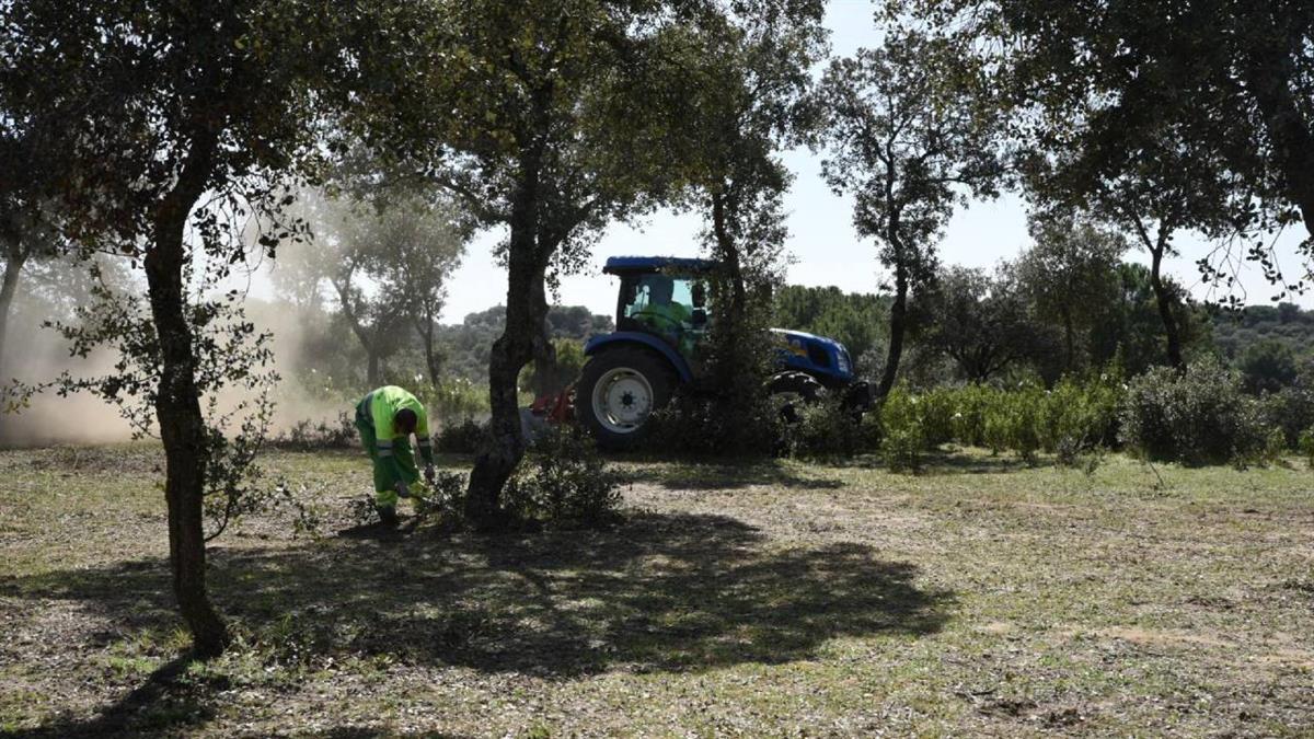 Los trabajos consisten en la poda de arbolado para eliminar ramas muertas y ramas bajas