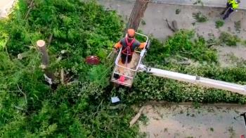 Los árboles han sido retirados para dejar más espacio de aparcamiento en la calle 