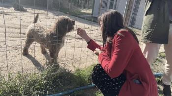 Majadahonda niega la reunión con PACMA para abordar la situación del Centro Integral Canino de Majadahonda