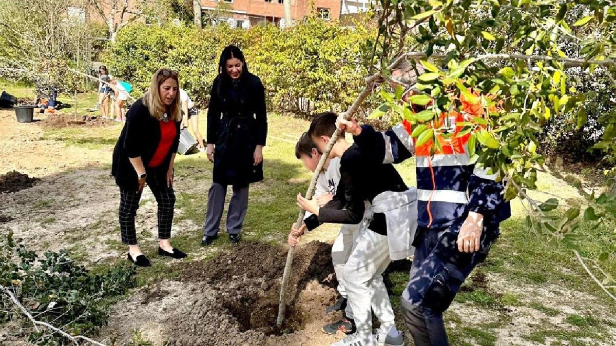 Escolares de Primaria plantan 50 nuevos árboles en los parques de La Sacedilla y Cuesta del Reventón de Majadahonda
