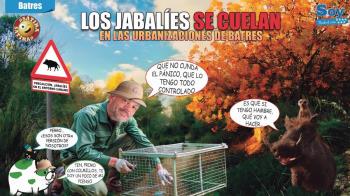 Jaulas-trampa para reducir la presencia de jabalíes salvajes en las urbanizaciones