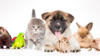 El Ayuntamiento recuerda a los dueños de mascotas que tienen la obligación de inscribirlas en el registro censal