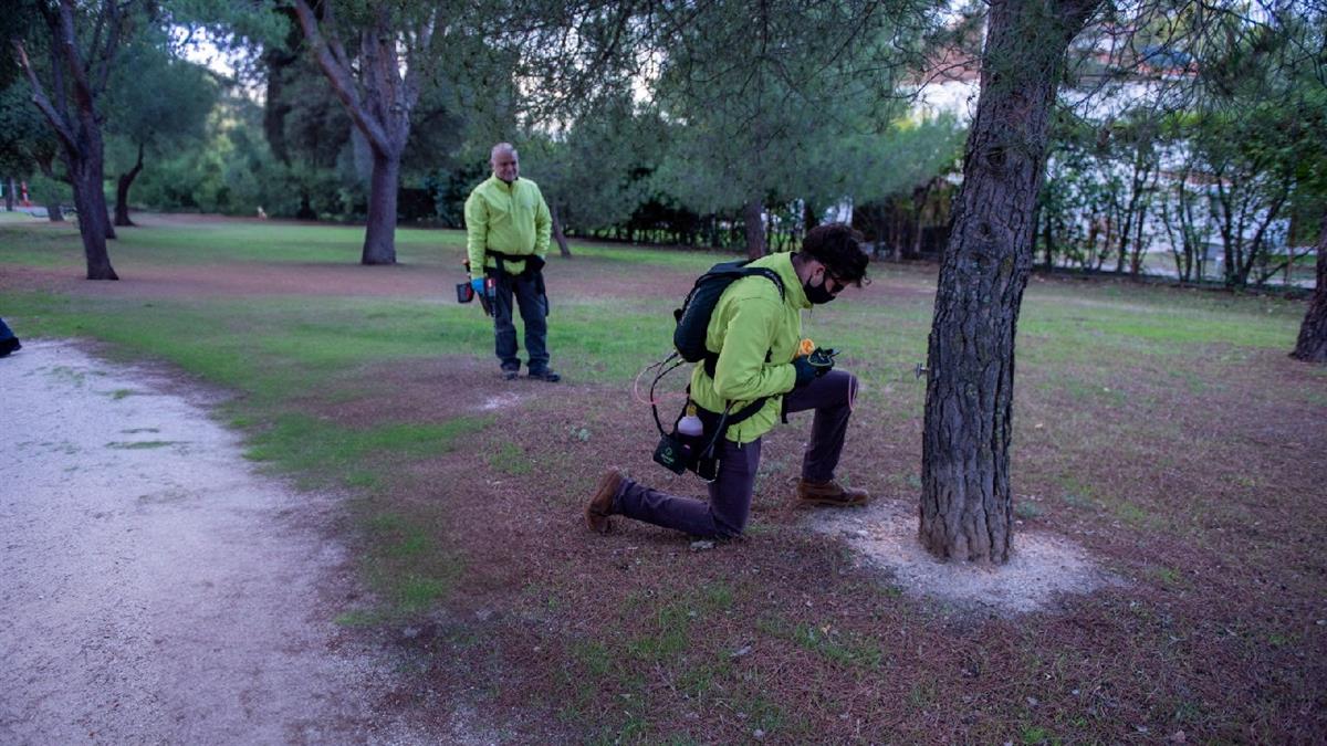 El Ayuntamiento también está actuando para combatir la paysandisia