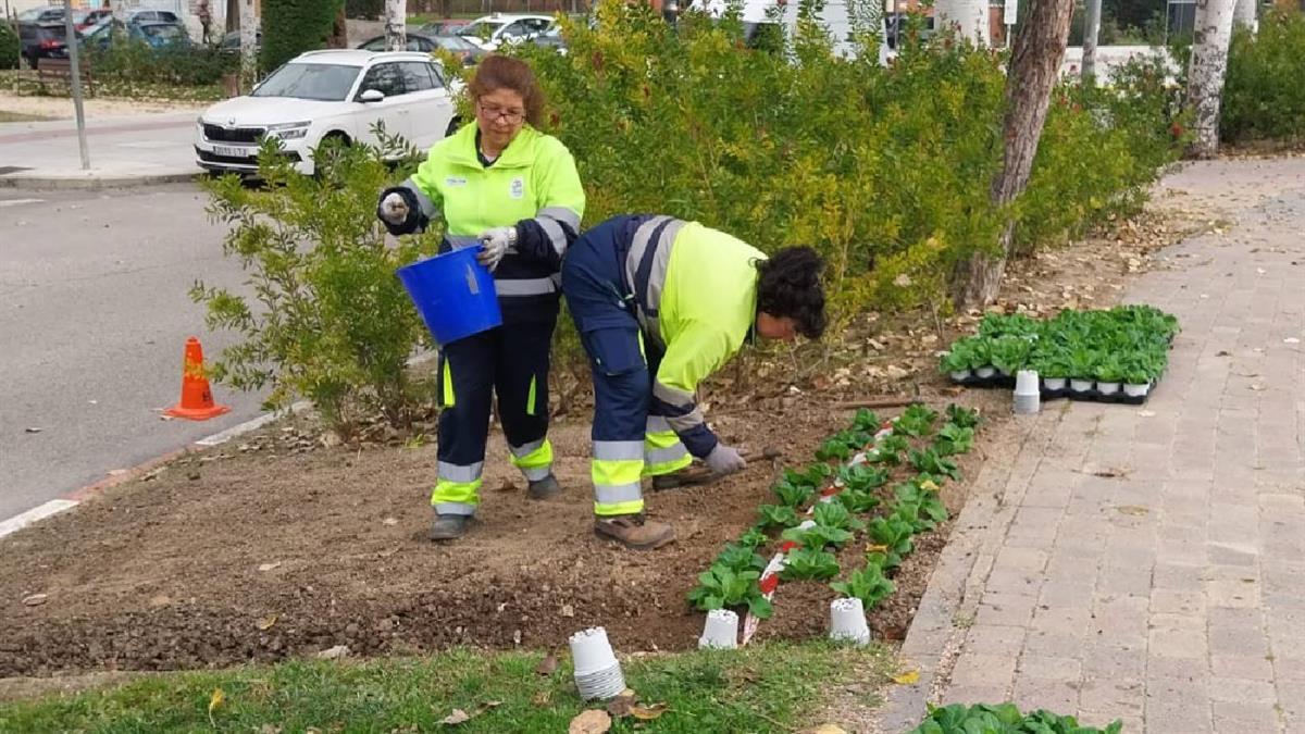 El V Plan de Arbolado dotará a la ciudad de alrededor de 500 nuevos árboles y unos 4.000 ejemplares de arbustiva