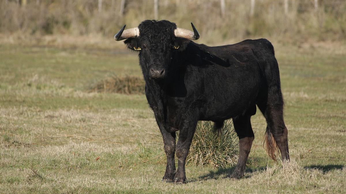 El partido animalista también exigía la cancelación de la bueyada infantil