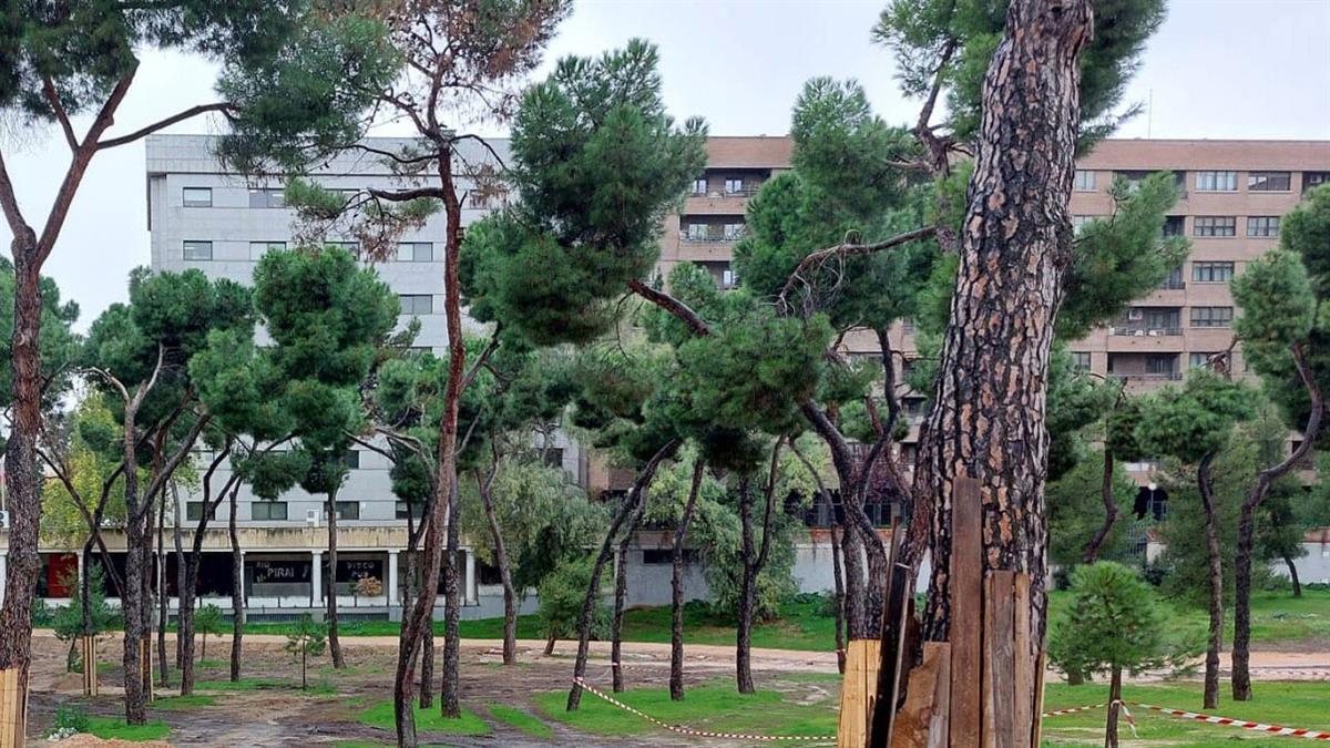 El Ayuntamiento impulsa la renovación del Pinar del Rey y el Pinar de la Elipa: nuevos espacios para los vecinos y casi 600 árboles más