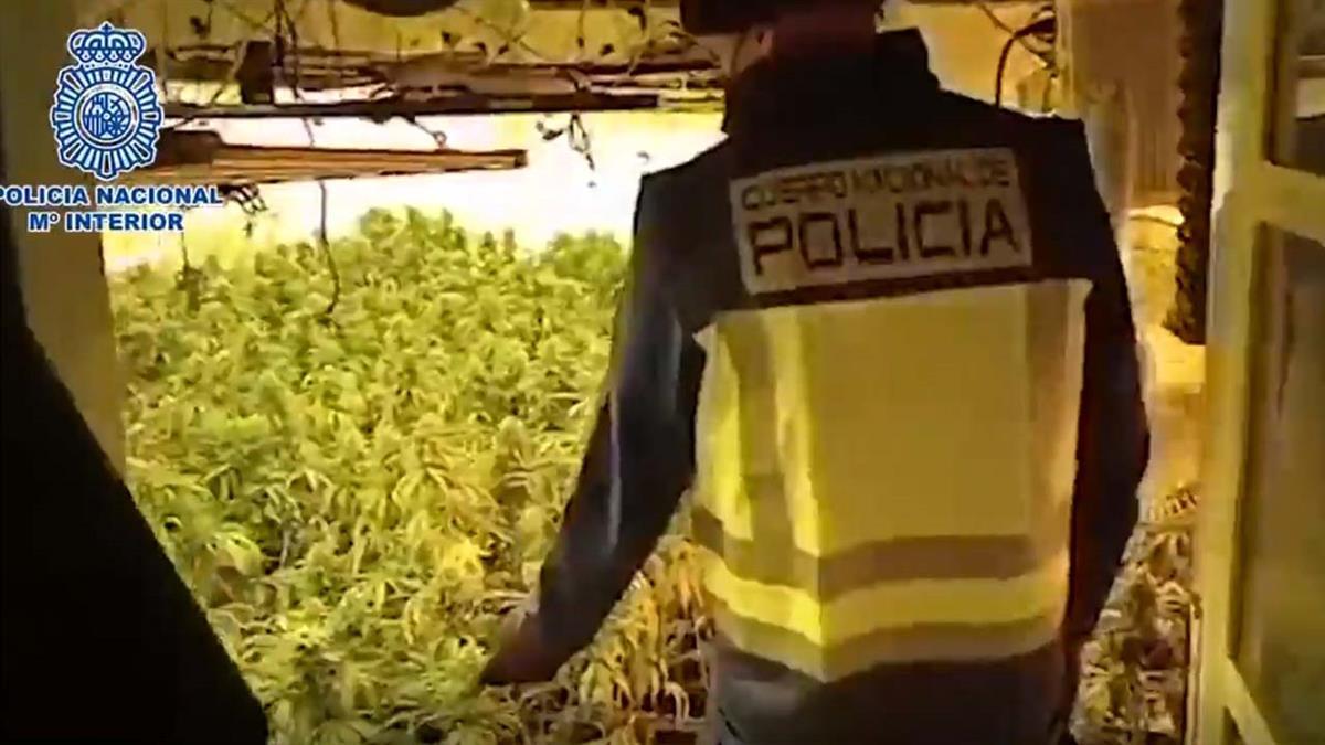 Fueron intervenidas 4.000 plantas de marihuana, una pistola simulada, una defensa eléctrica y machetes