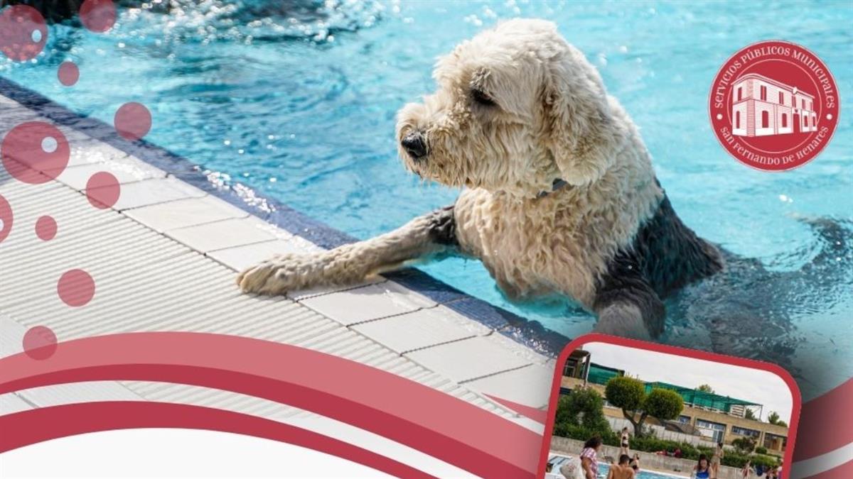 Vuelve la jornada de puertas abiertas para perros en la piscina municipal de verano