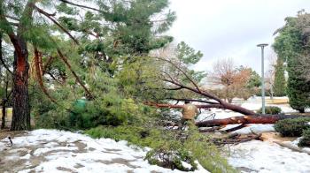 El municipio será decretado zona afectada gravemente por una emergencia de protección civil