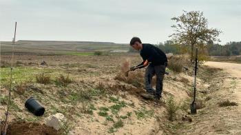 El Ayuntamiento ha comenzado una plantación masiva de árboles en estas zonas para extender las zonas verdes 