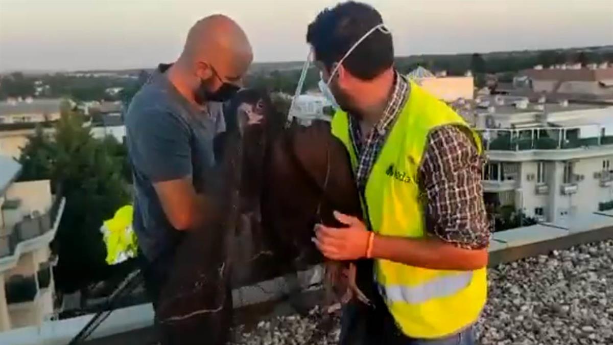 Ayer por la tarde, los trabajadores de la Concejalía de Sanidad capturaban un buitre negro en el tejado de un edificio en Las Rozas