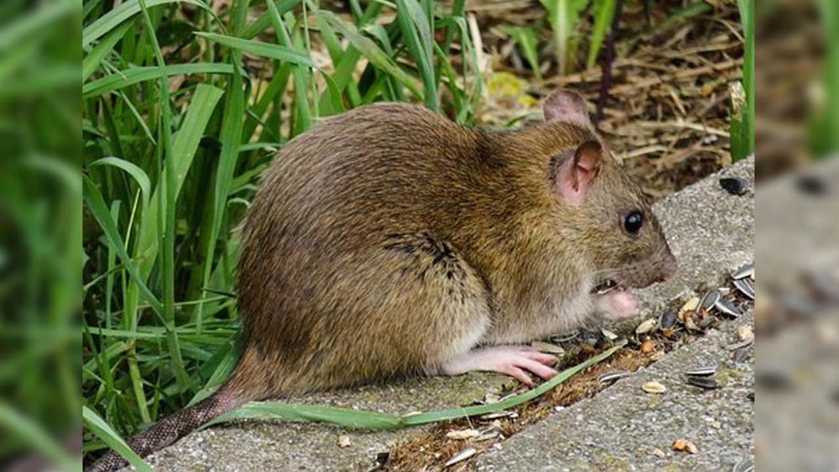 El foco de la plaga parece estar en un solar abandonado de la zona