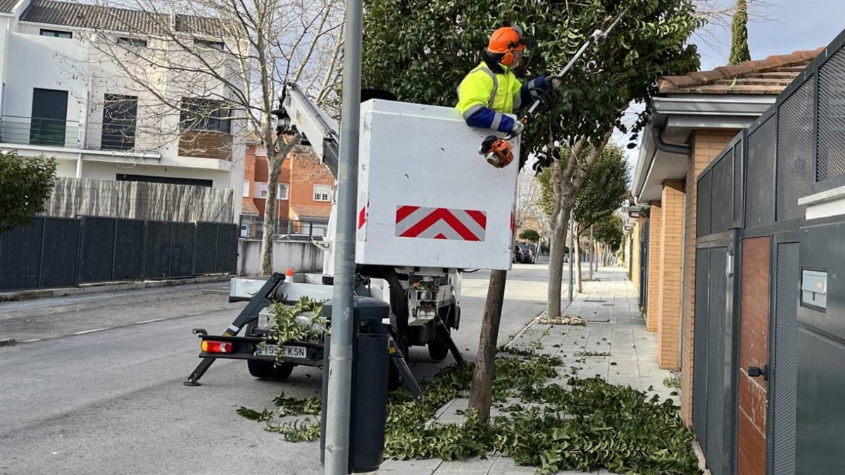 Está previsto actuar en ejemplares de todos los sectores de Miramadrid, Altos y Belvis de Jarama y en el casco antiguo del municipio

