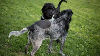 Piden la reducción del coste del ADN Canino en la ciudad