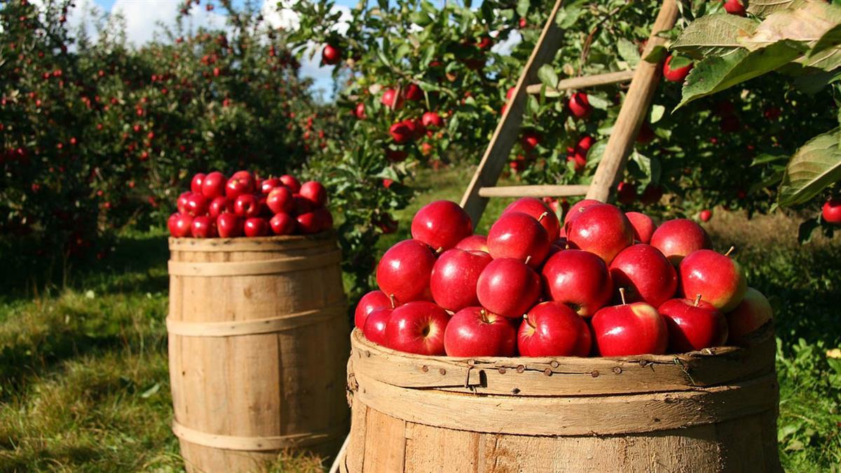 El consistorio ofrece tierras comunales de la finca Soto del Tamarizo 