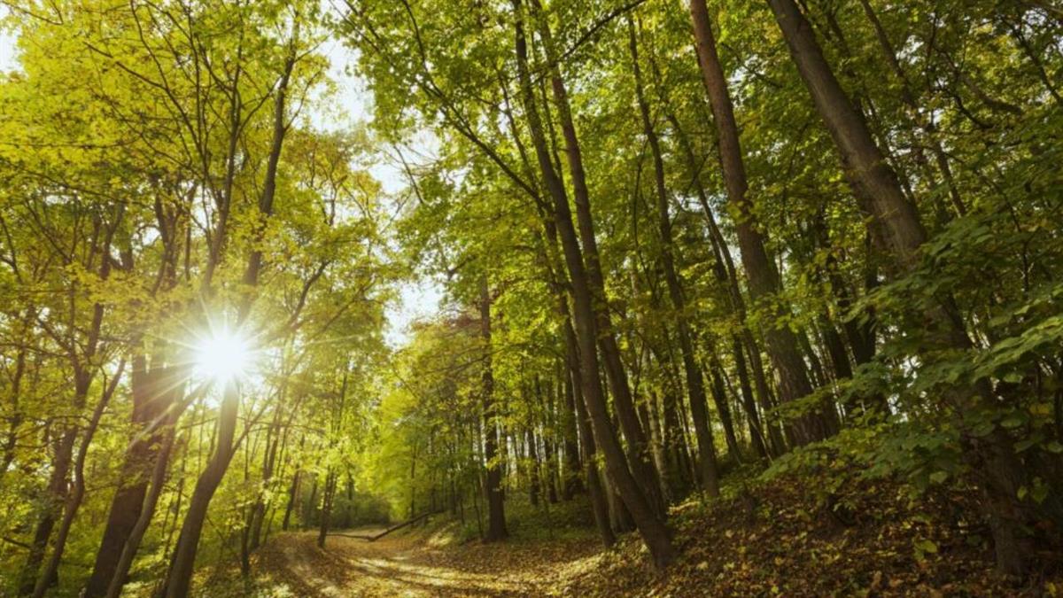 Para conocer qué es un bosque, cómo se crea o de qué está formado