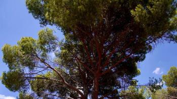 El árbol elegido en Las Rozas para “etiquetar” es un pino piñonero, ubicado en la Dehesa de Navalcarbón, de 17 metros de altura